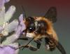 Megachile willughbiella